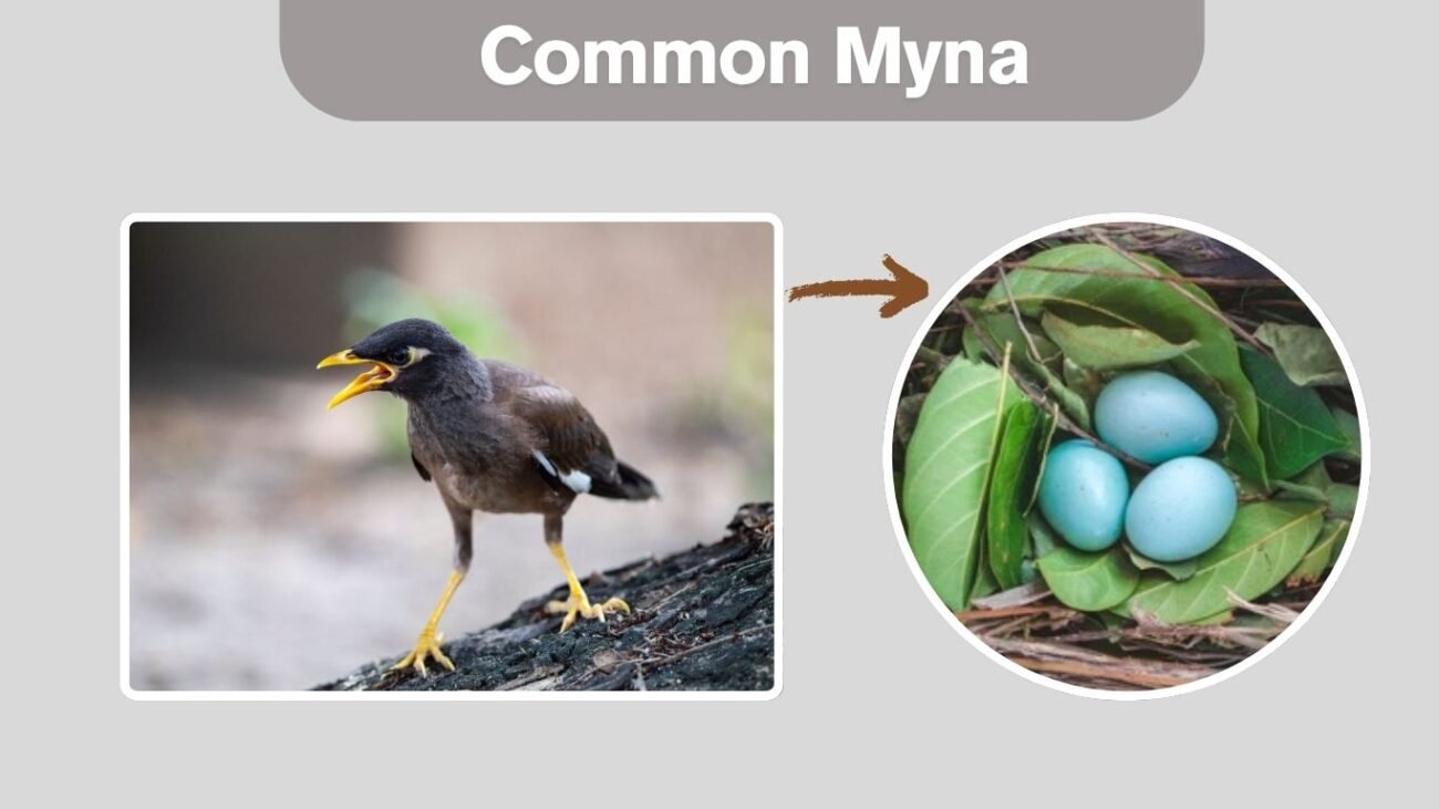 Common Myna