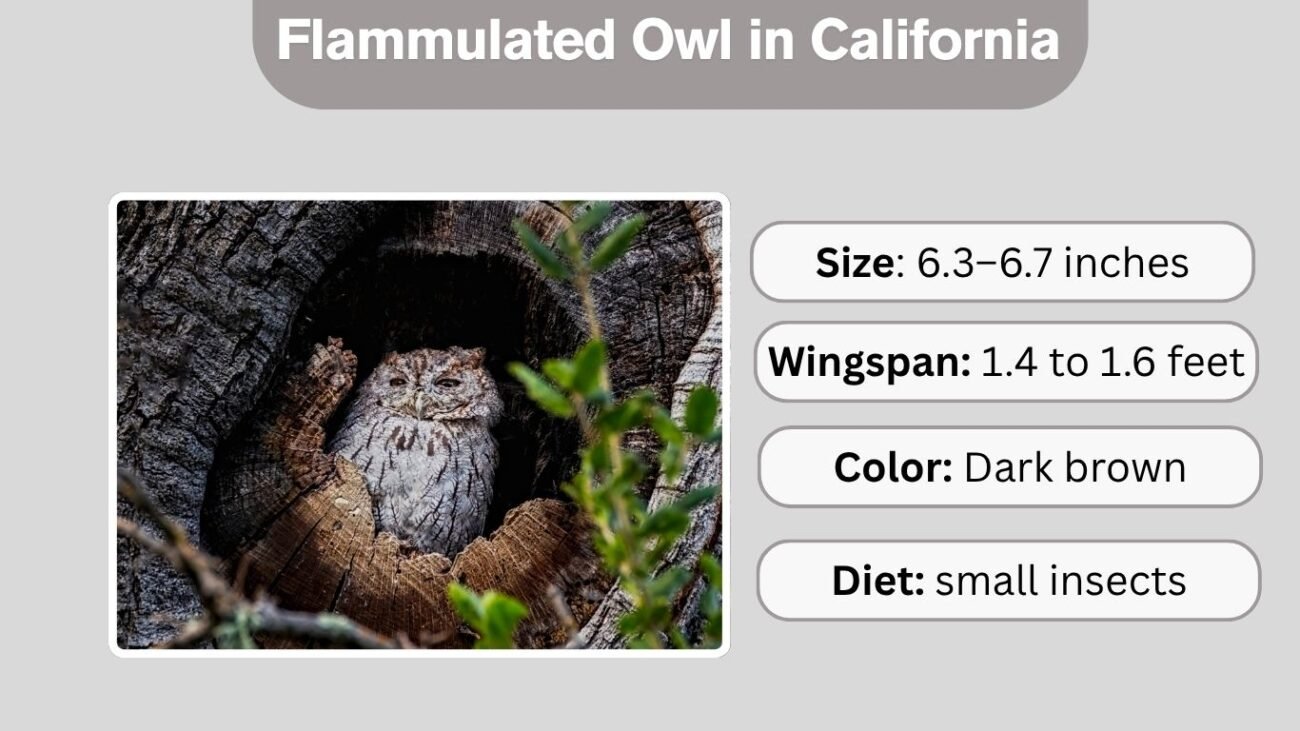 Flammulated Owl in California