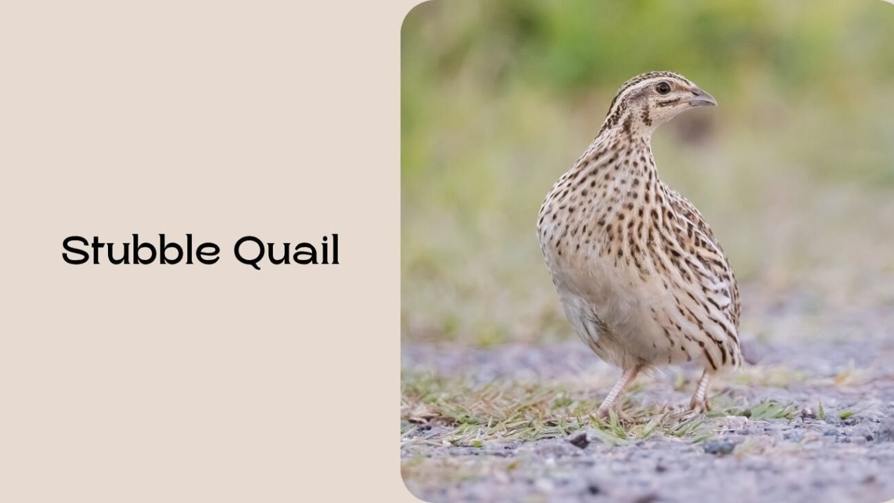 Stubble Quail