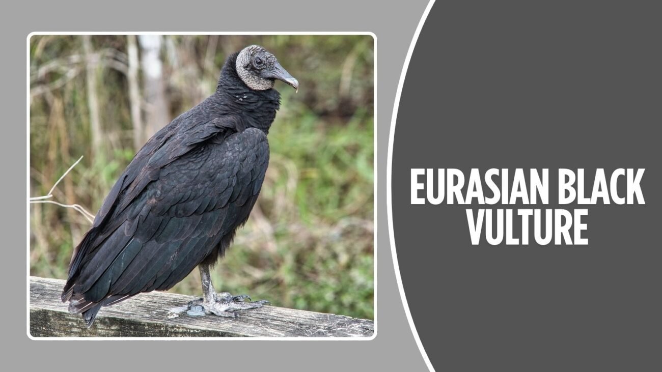 Eurasian Black Vulture