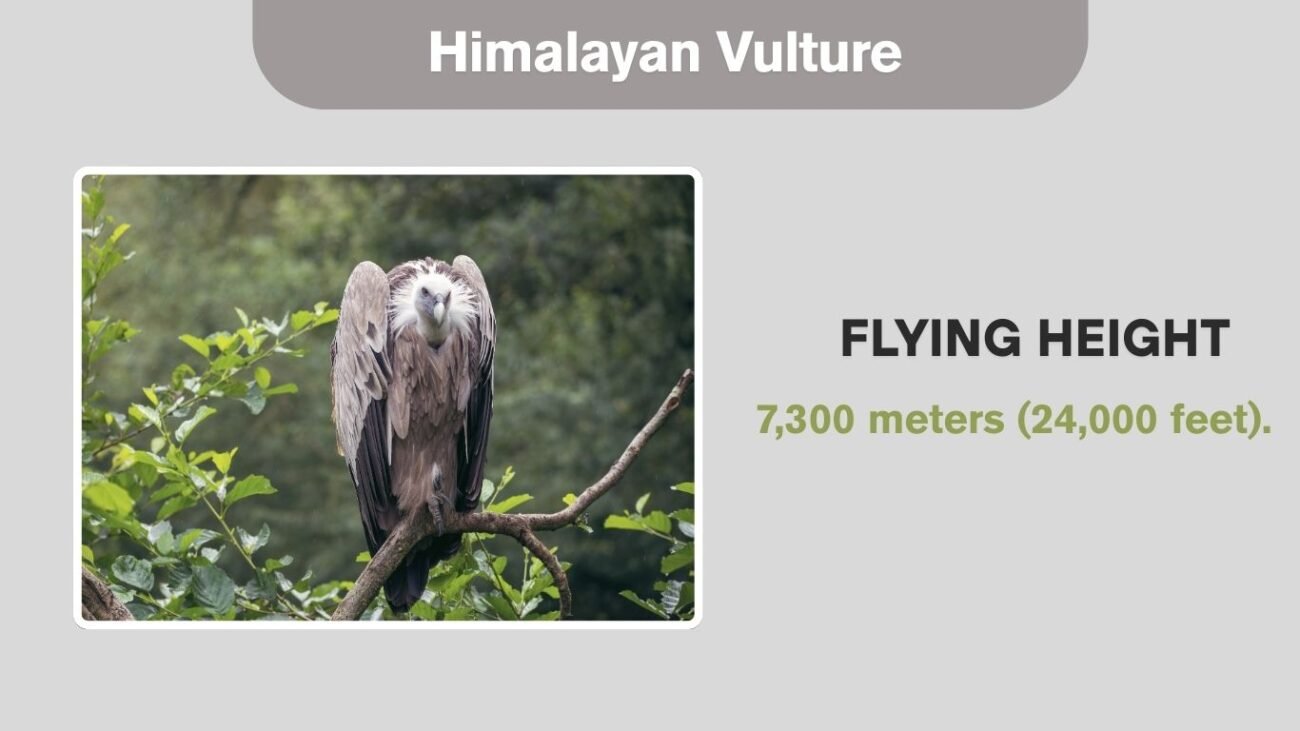 Himalayan Vulture