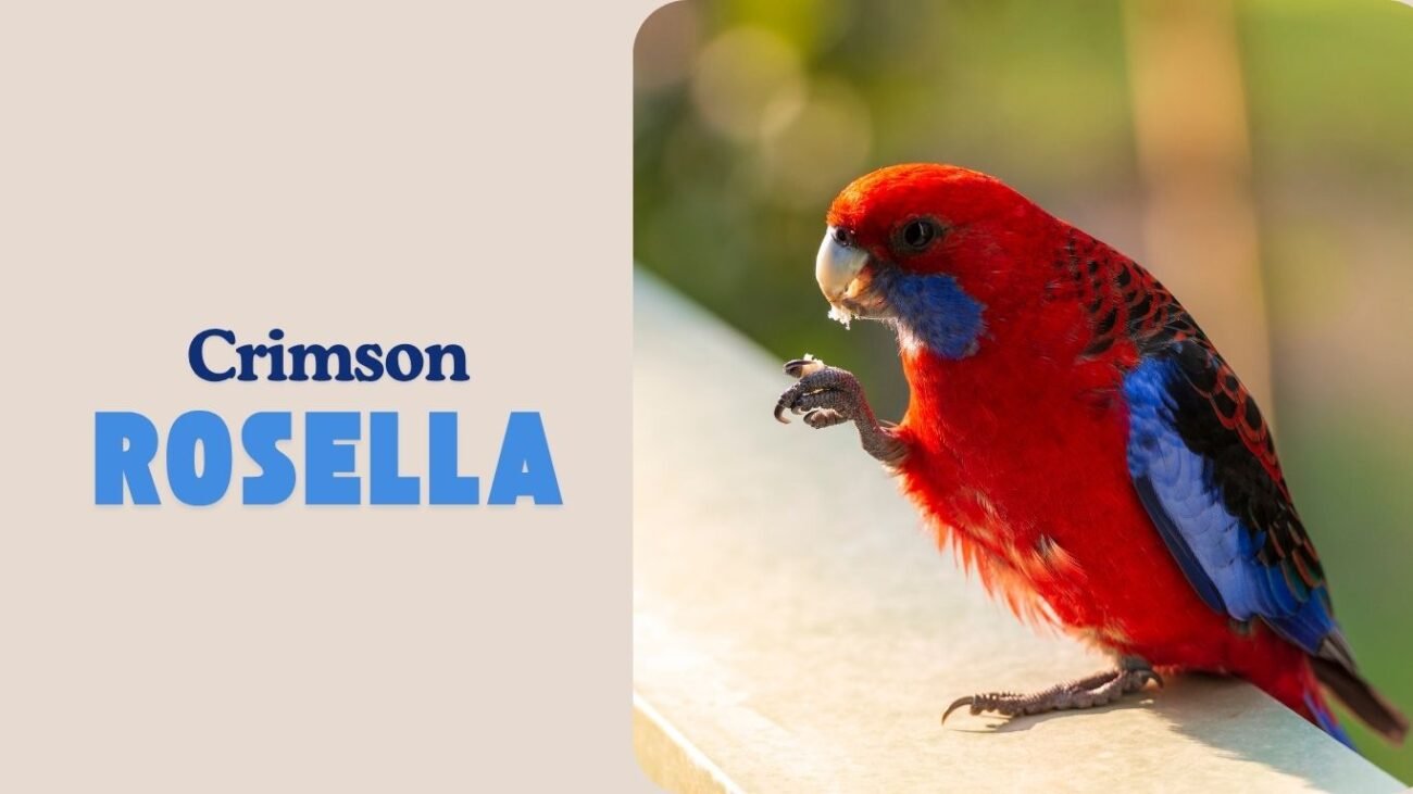 Crimson Rosella