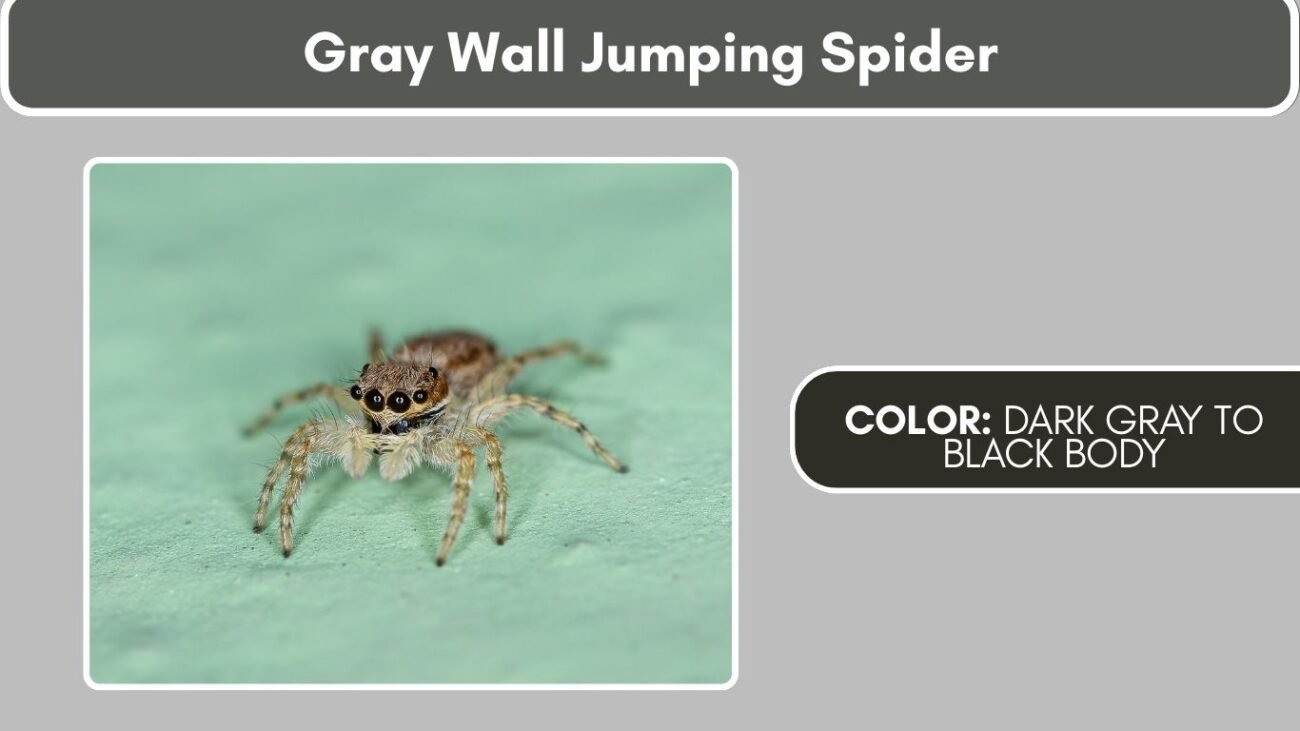 Gray Wall Jumping Spider Black Spiders with White Spots, Stripes, or Markings