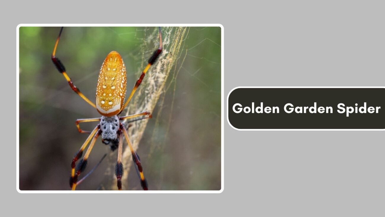 Golden Garden Spider