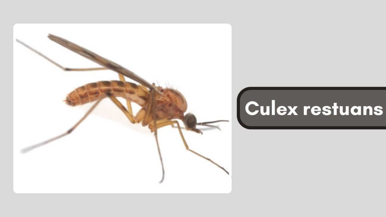 Culex restuans