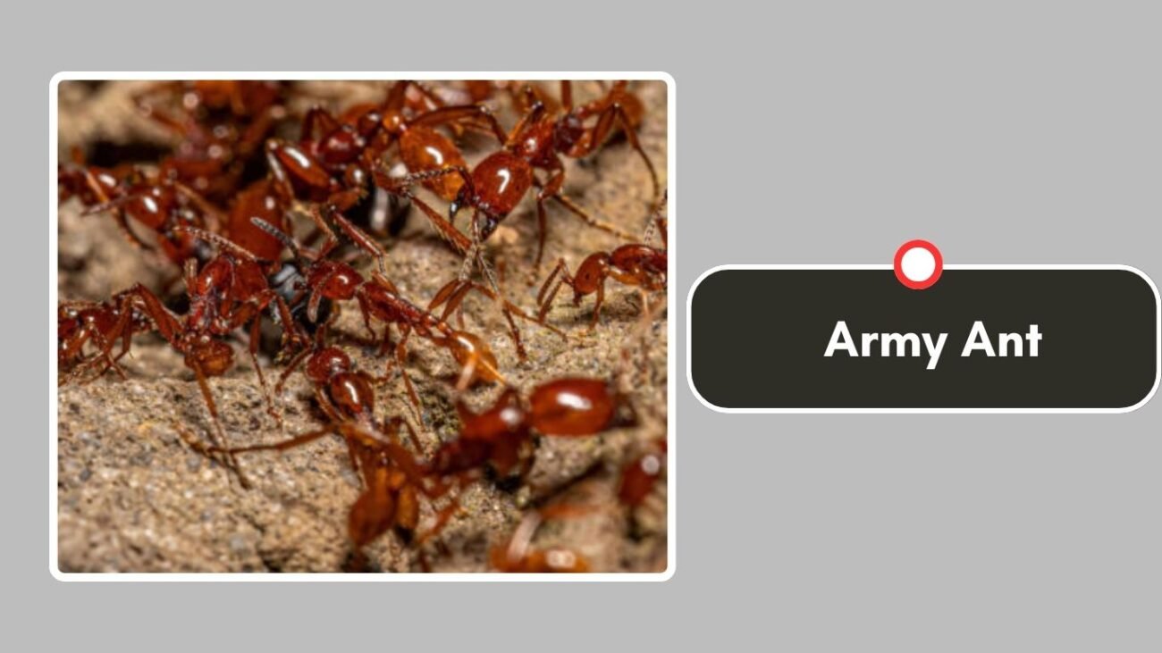 Army Ant
