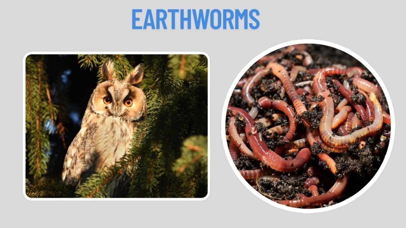 Earthworms