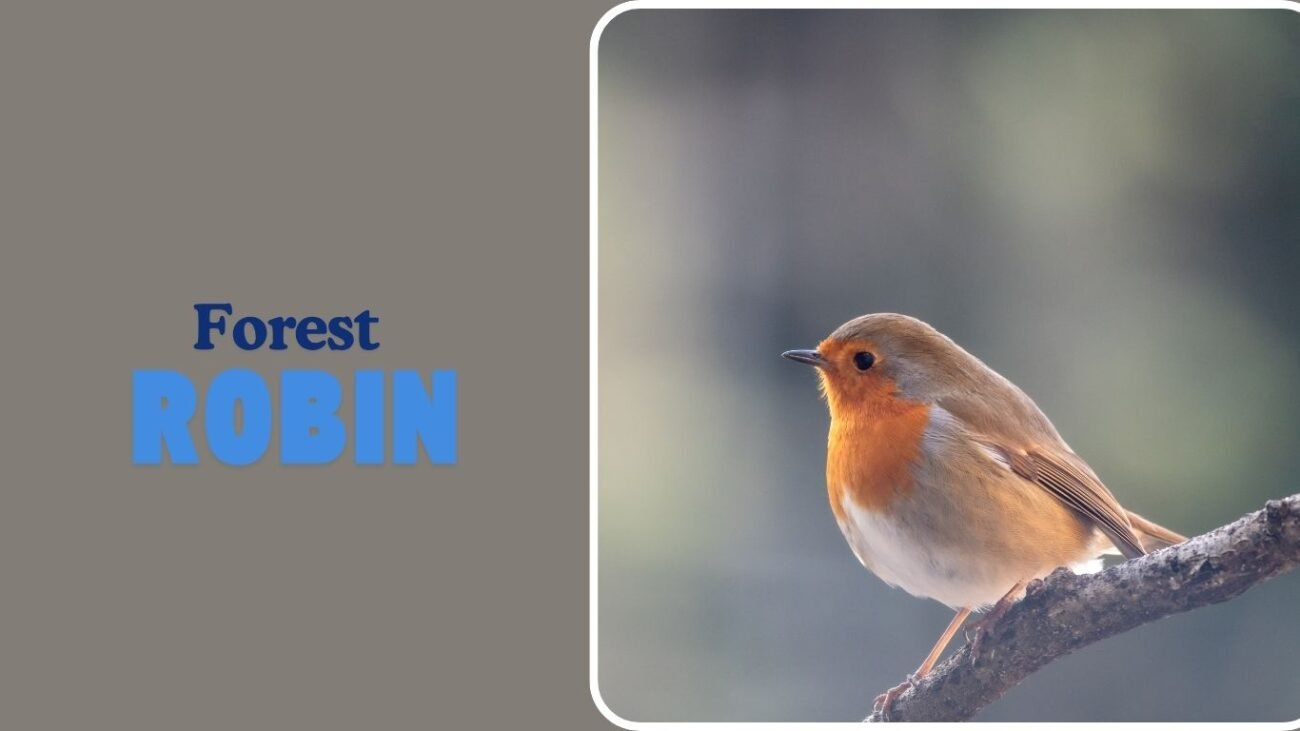 Forest Robin