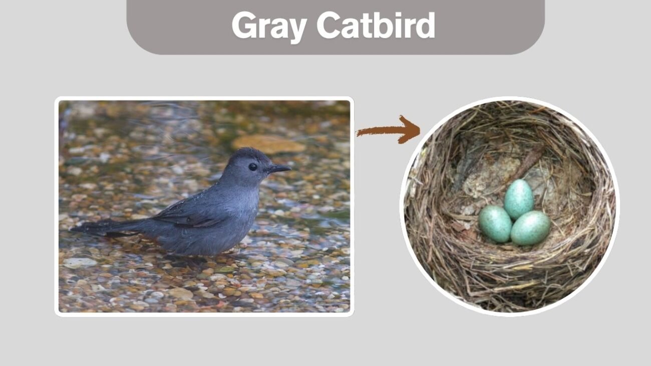 Gray Catbird