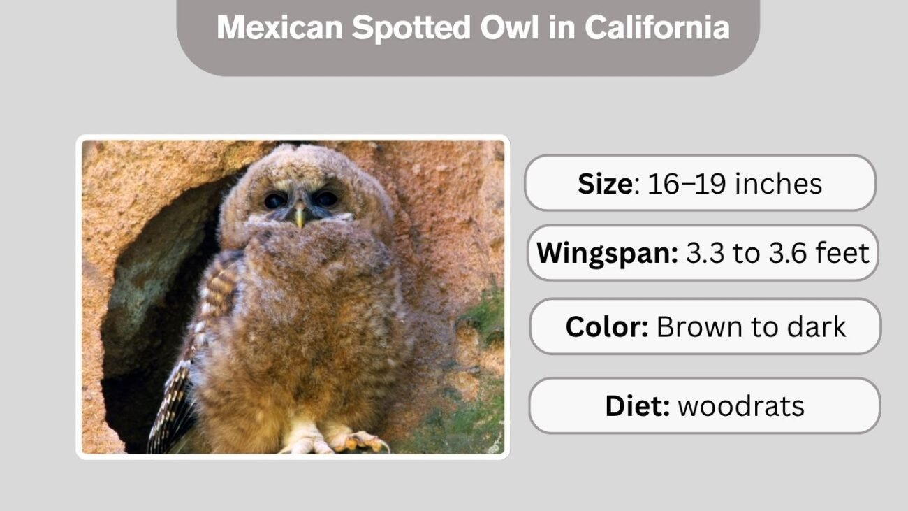Mexican Spotted Owl in California