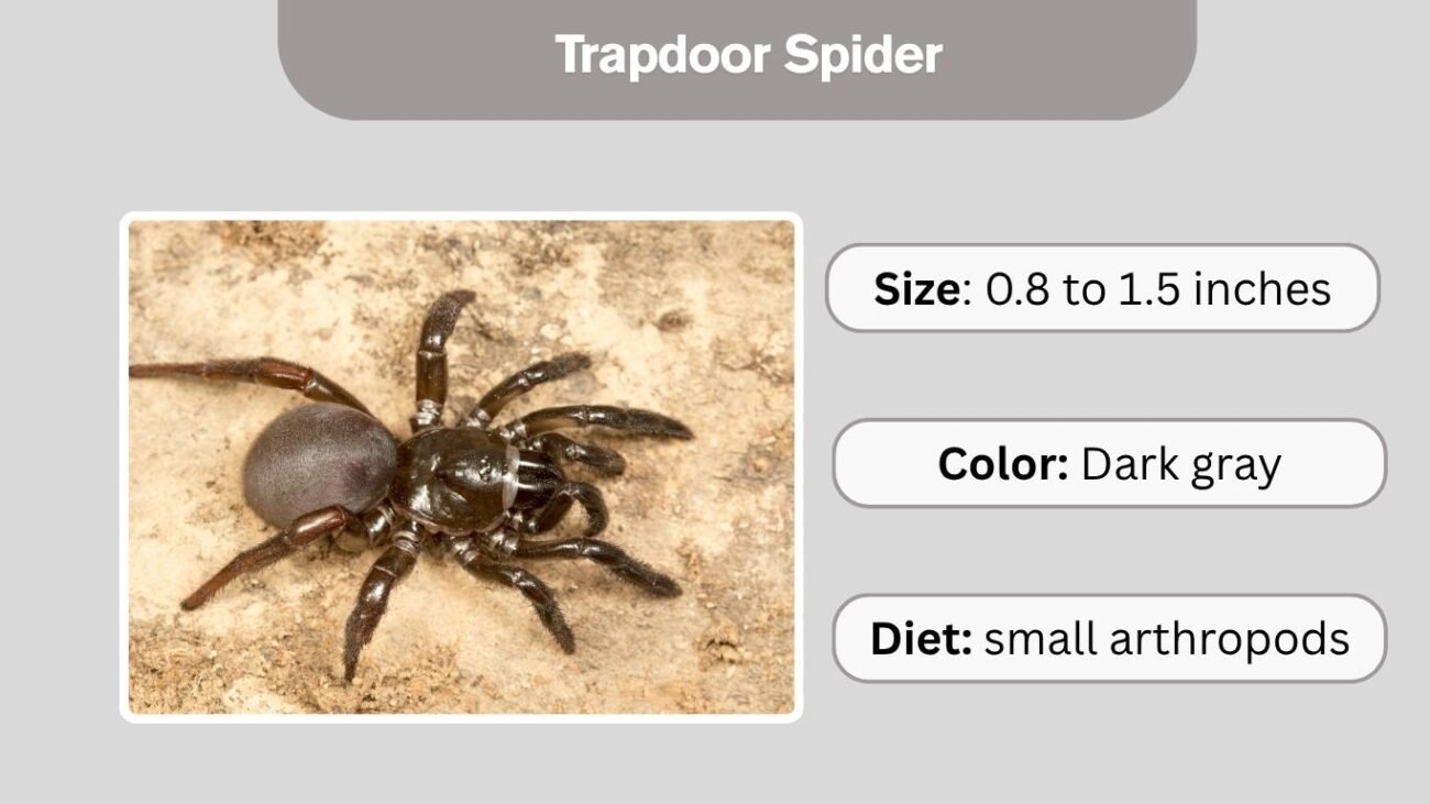 Trapdoor Spider