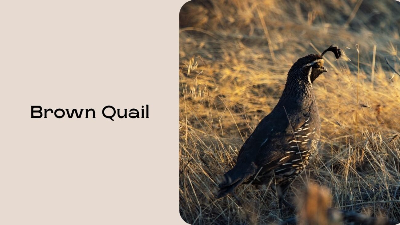 Brown Quail