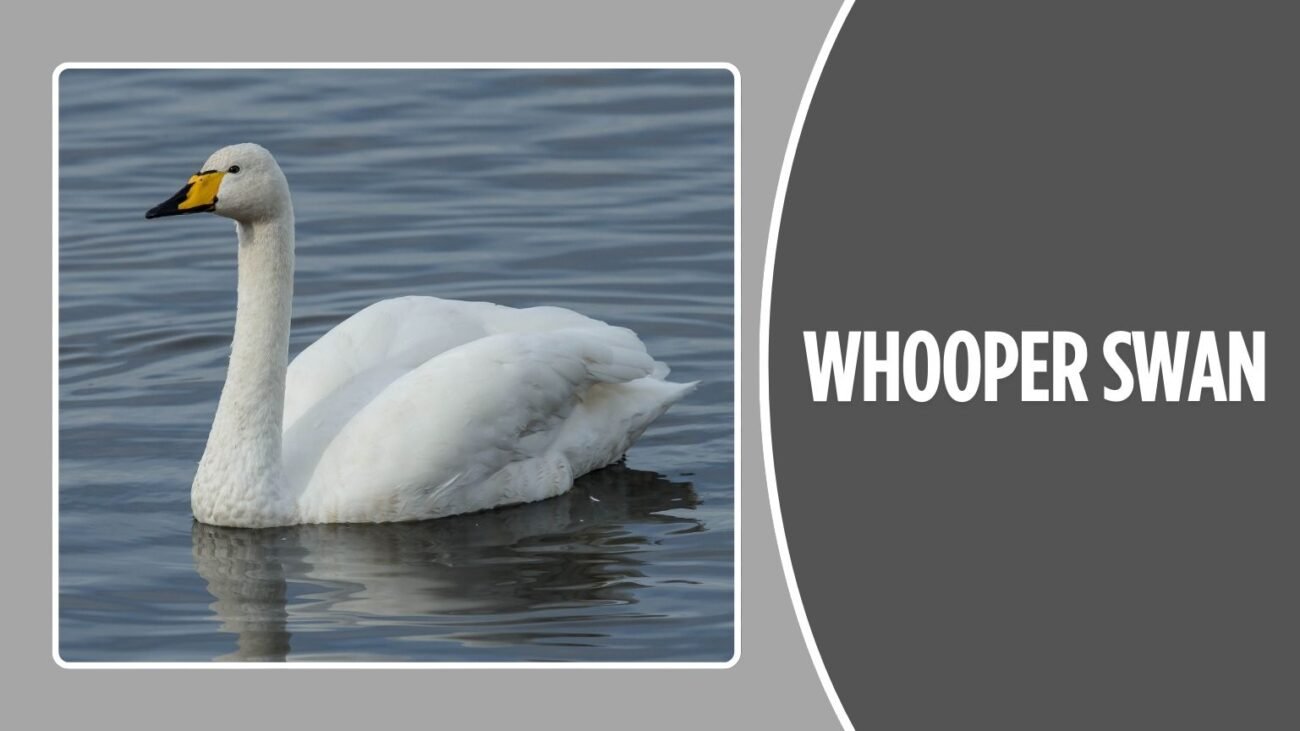 Whooper Swan