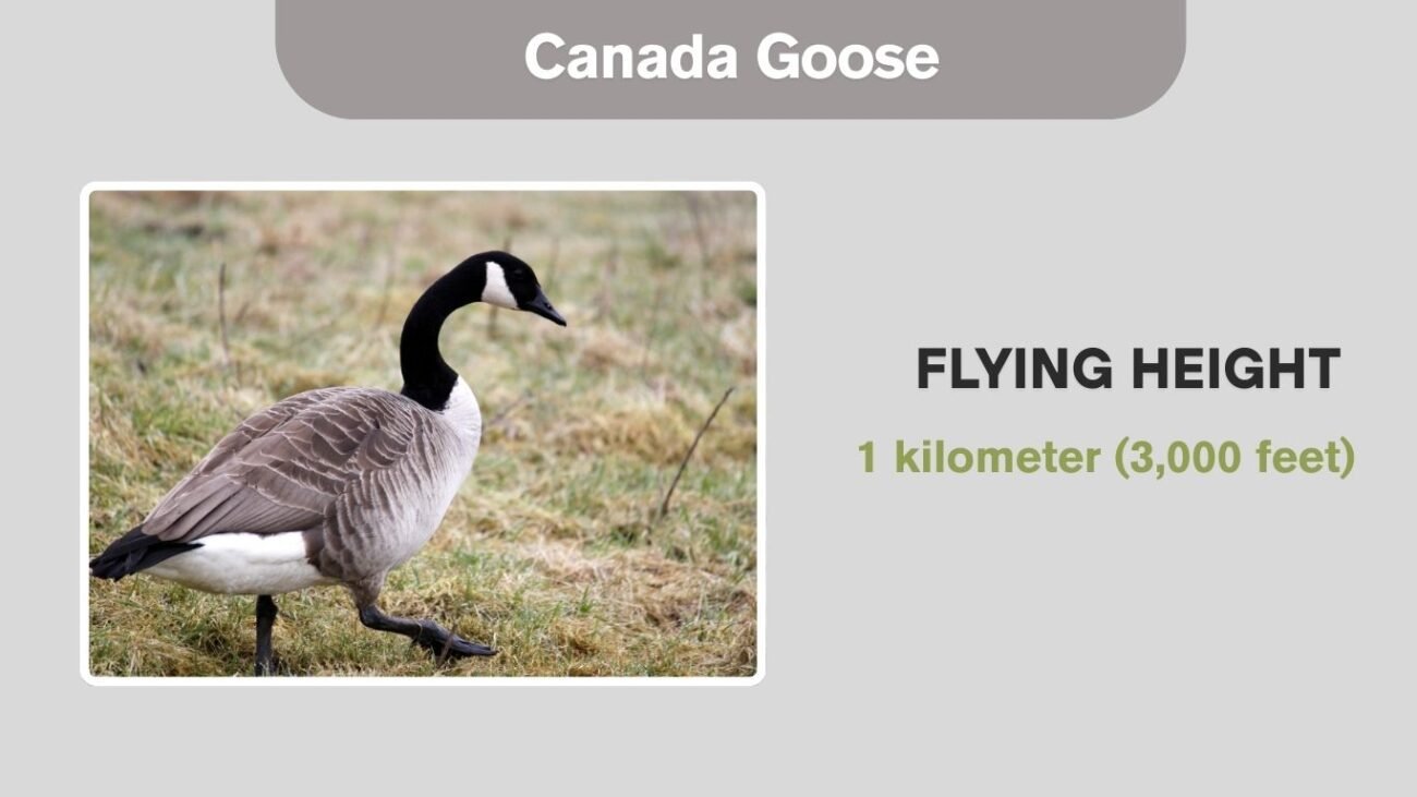 Canada Goose