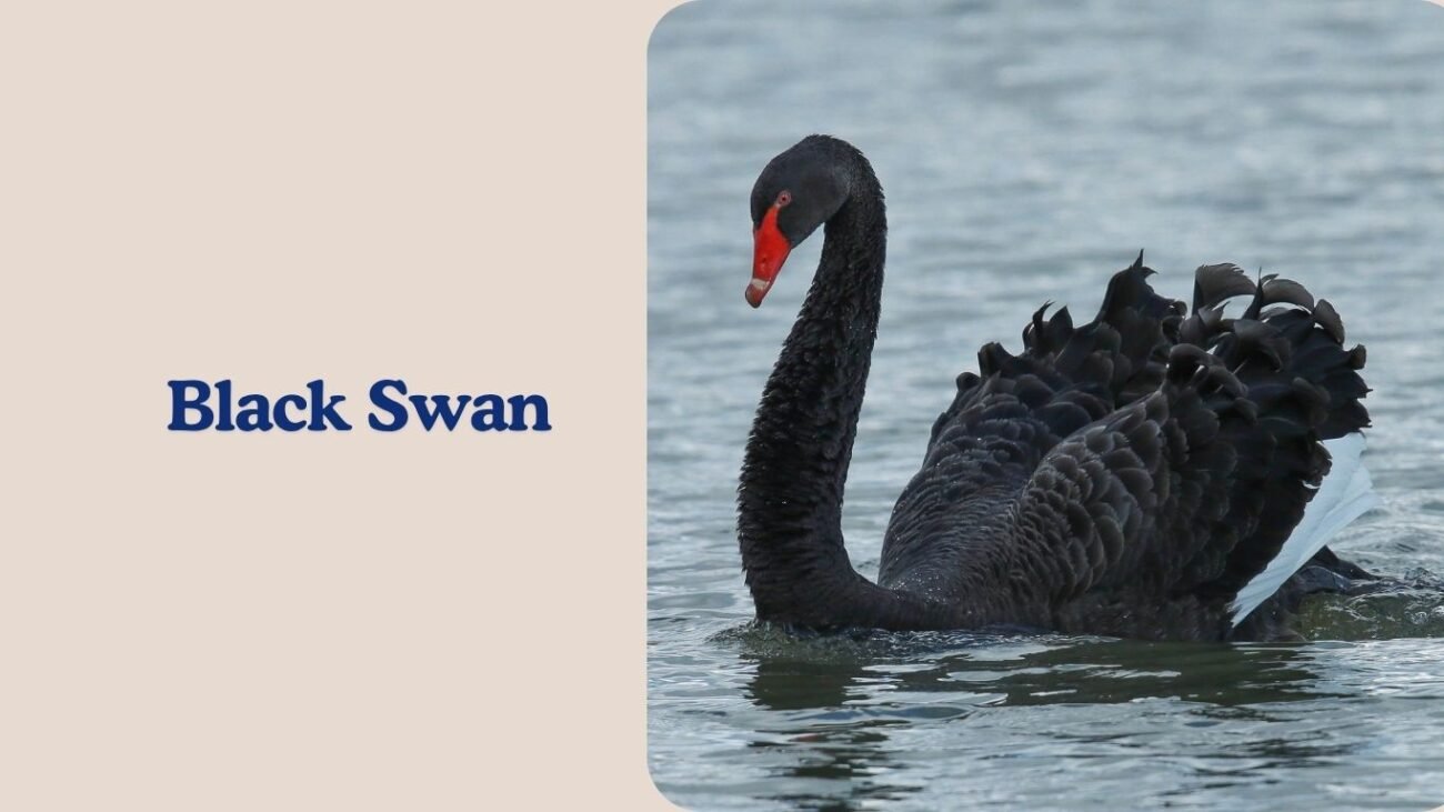 Black Swan