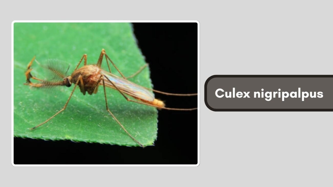 Culex nigripalpus
