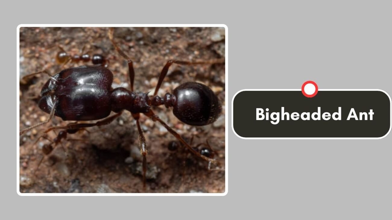 Bigheaded Ant