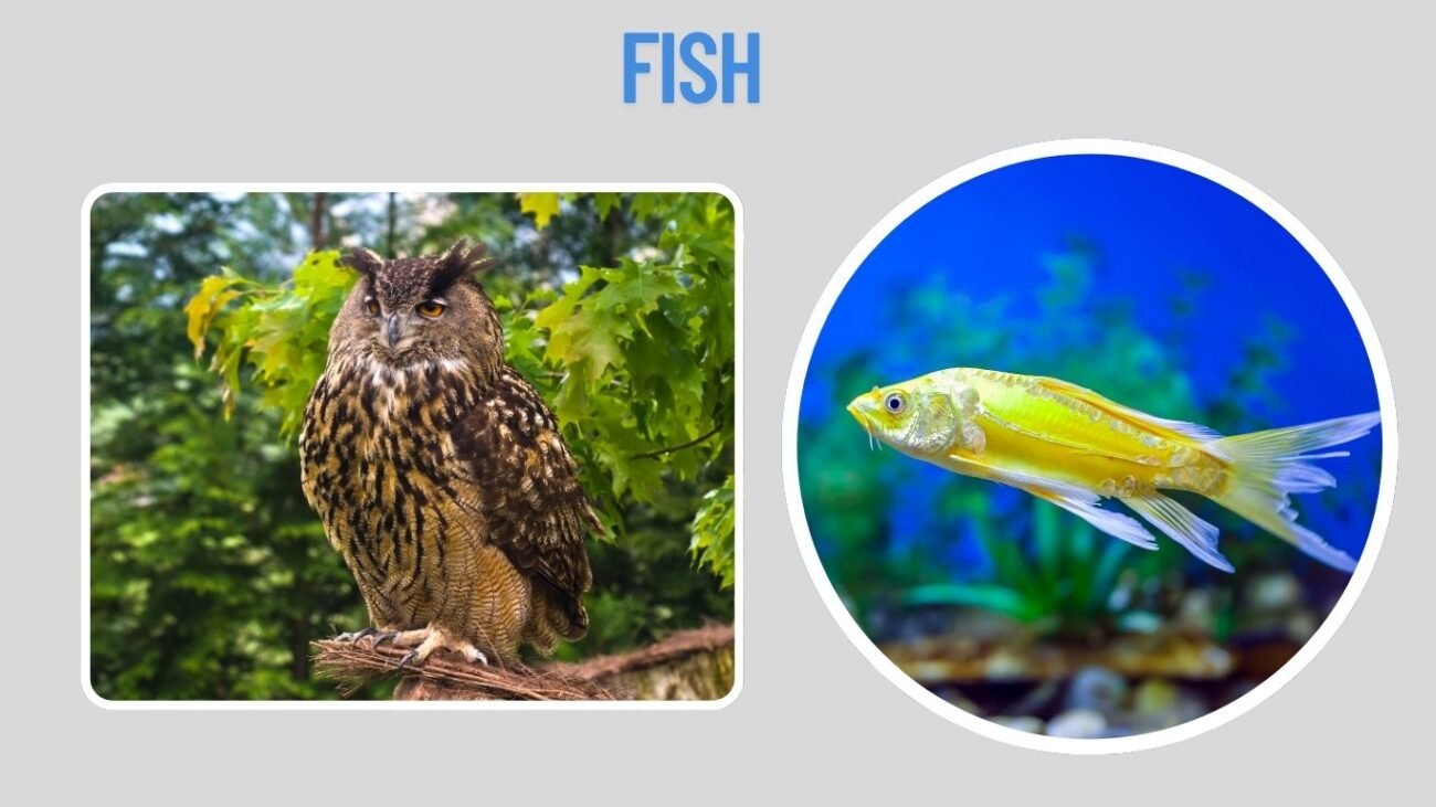 Fish