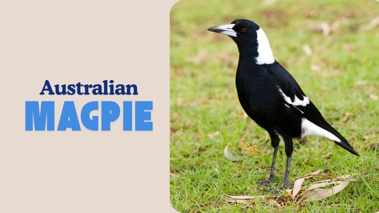 Australian Magpie