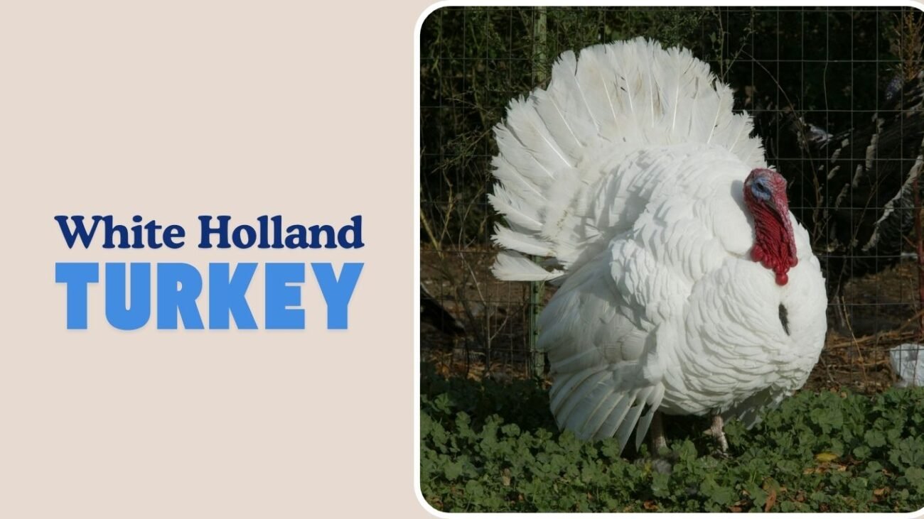 White Holland