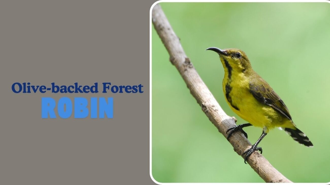 Olive-backed Forest Robin