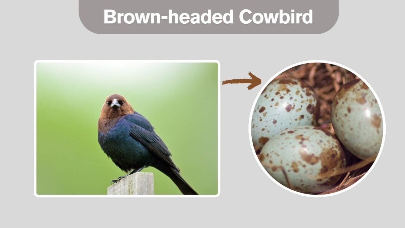Brown-headed Cowbird