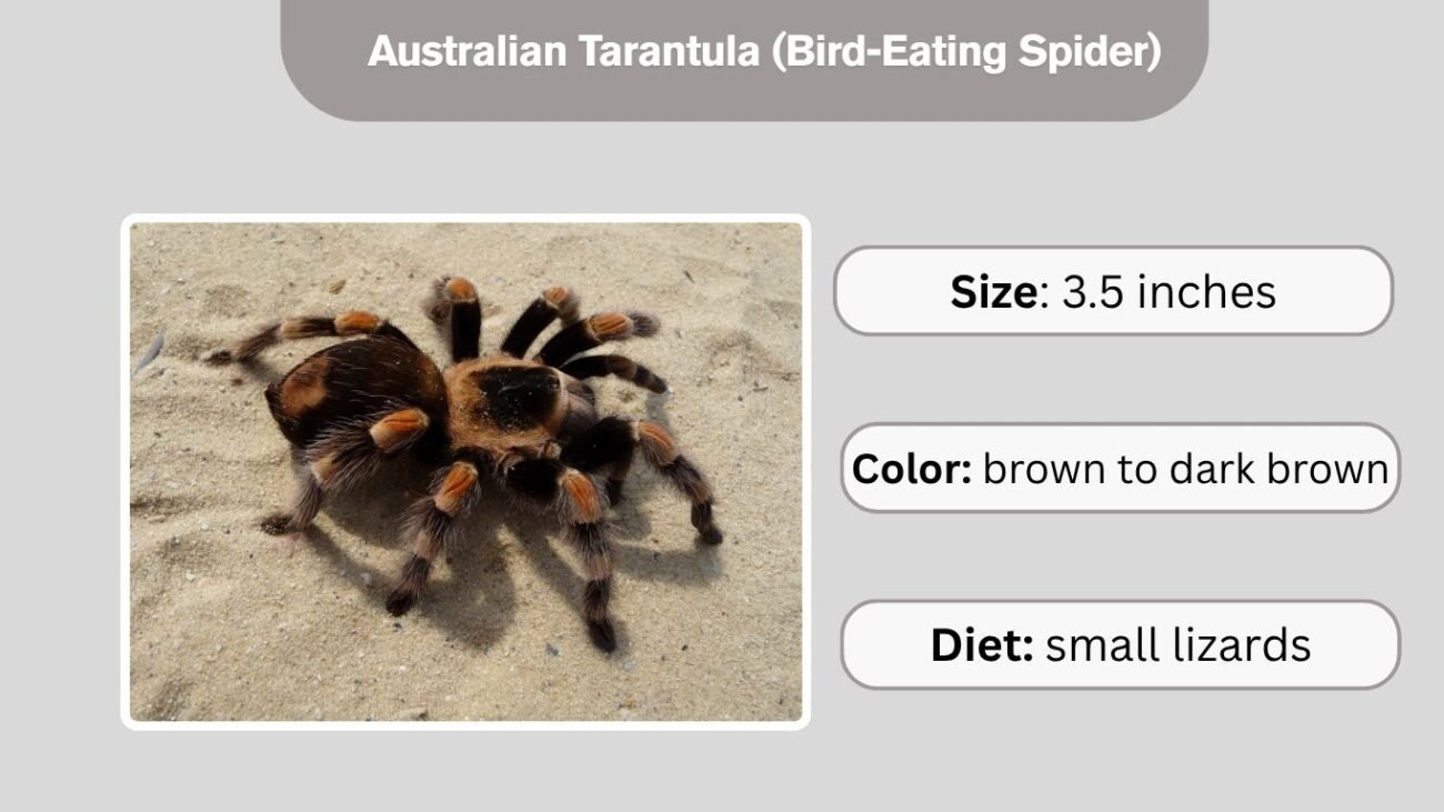Australian Tarantula