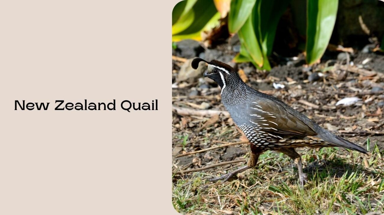 New Zealand Quail
