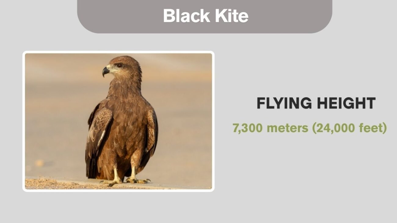 Black Kite