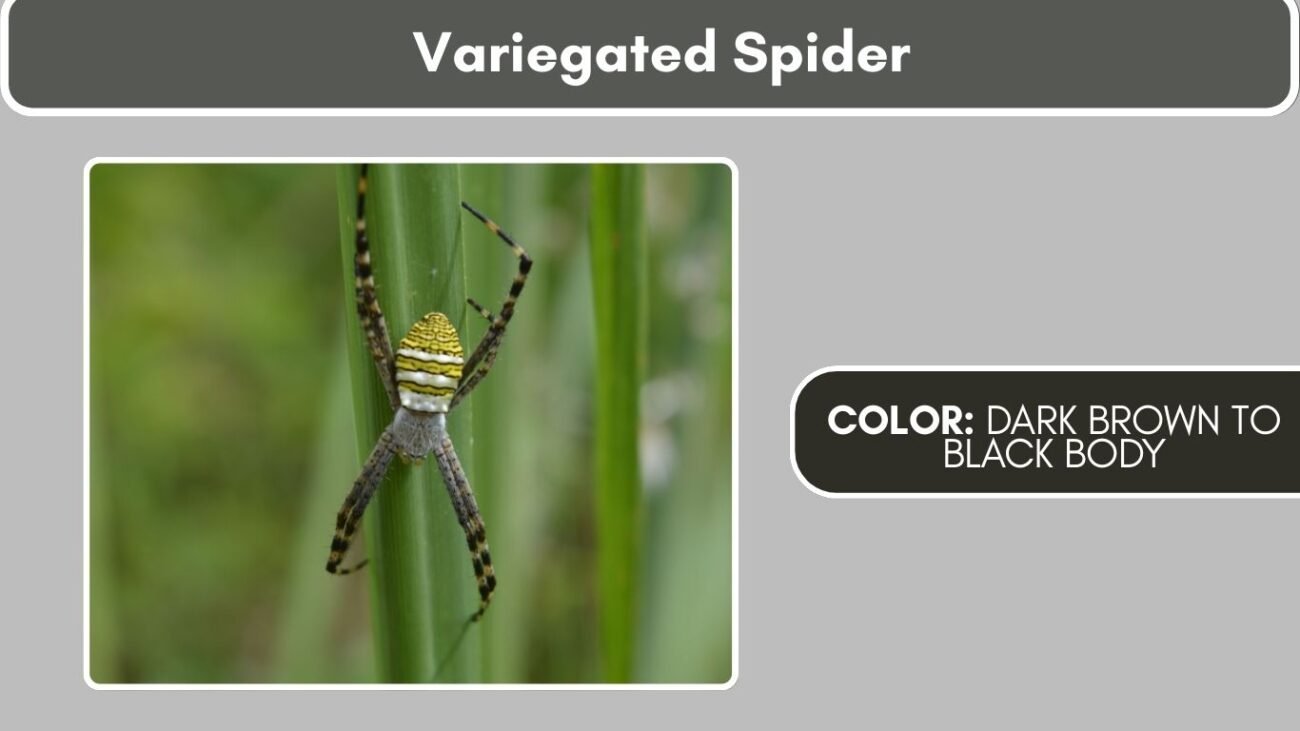 Variegated Spider Black Spiders with White Spots, Stripes, or Markings