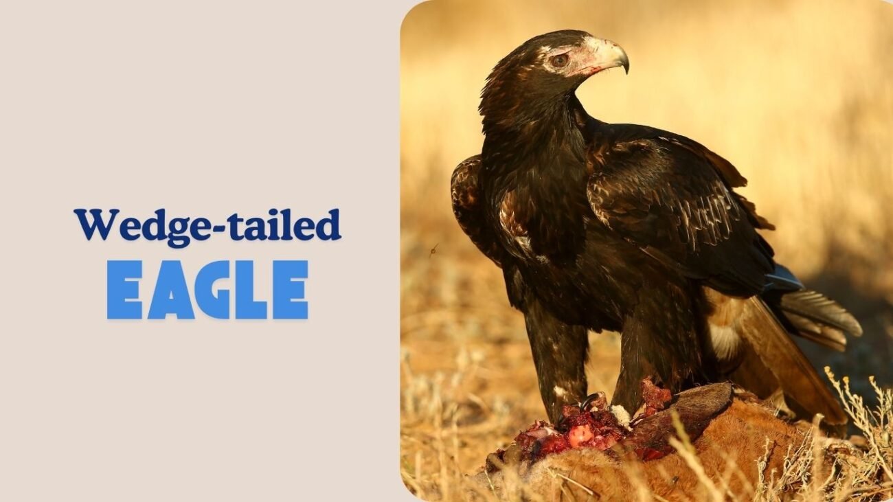 Wedge-tailed Eagle