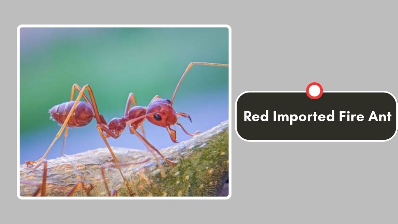Red Imported Fire Ant