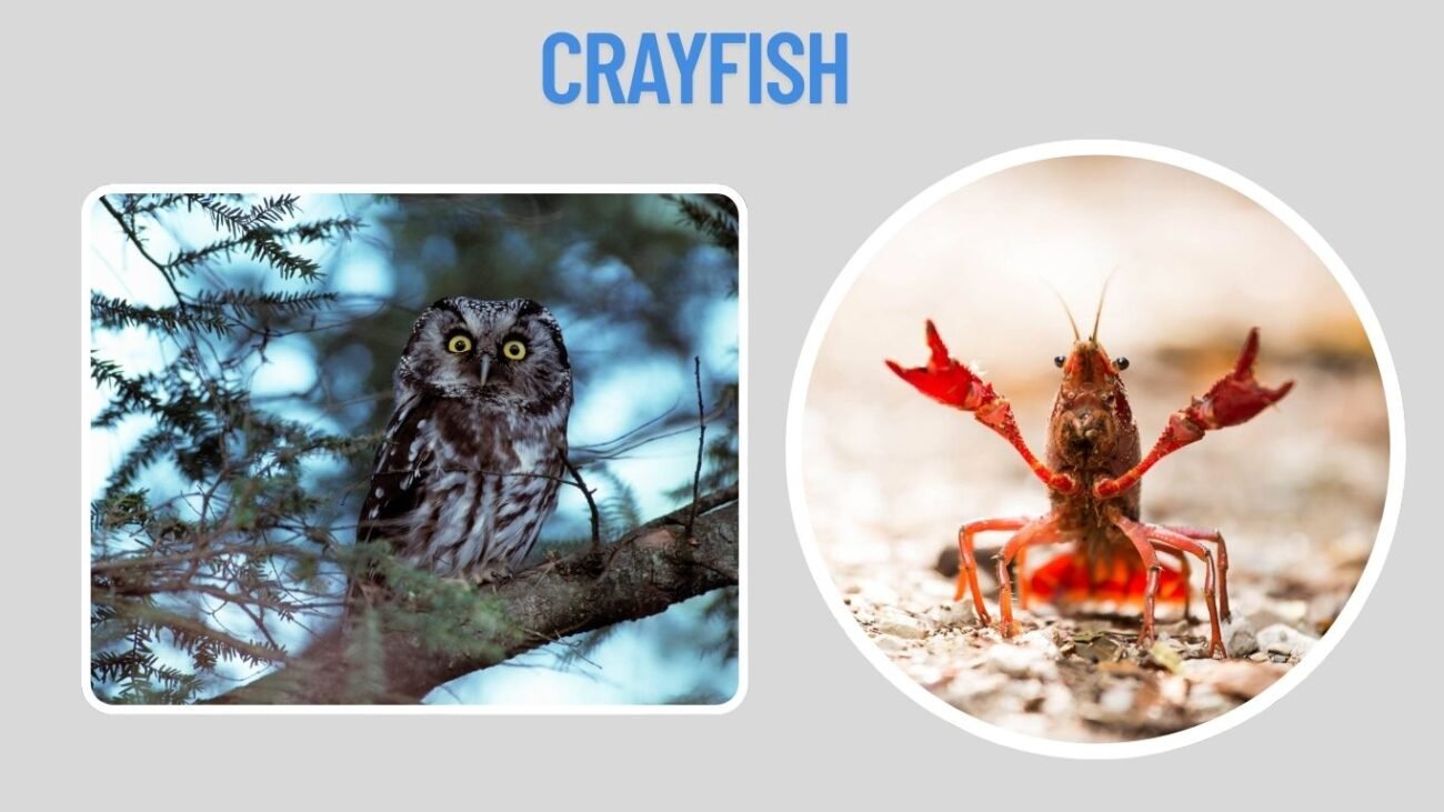 Crayfish
