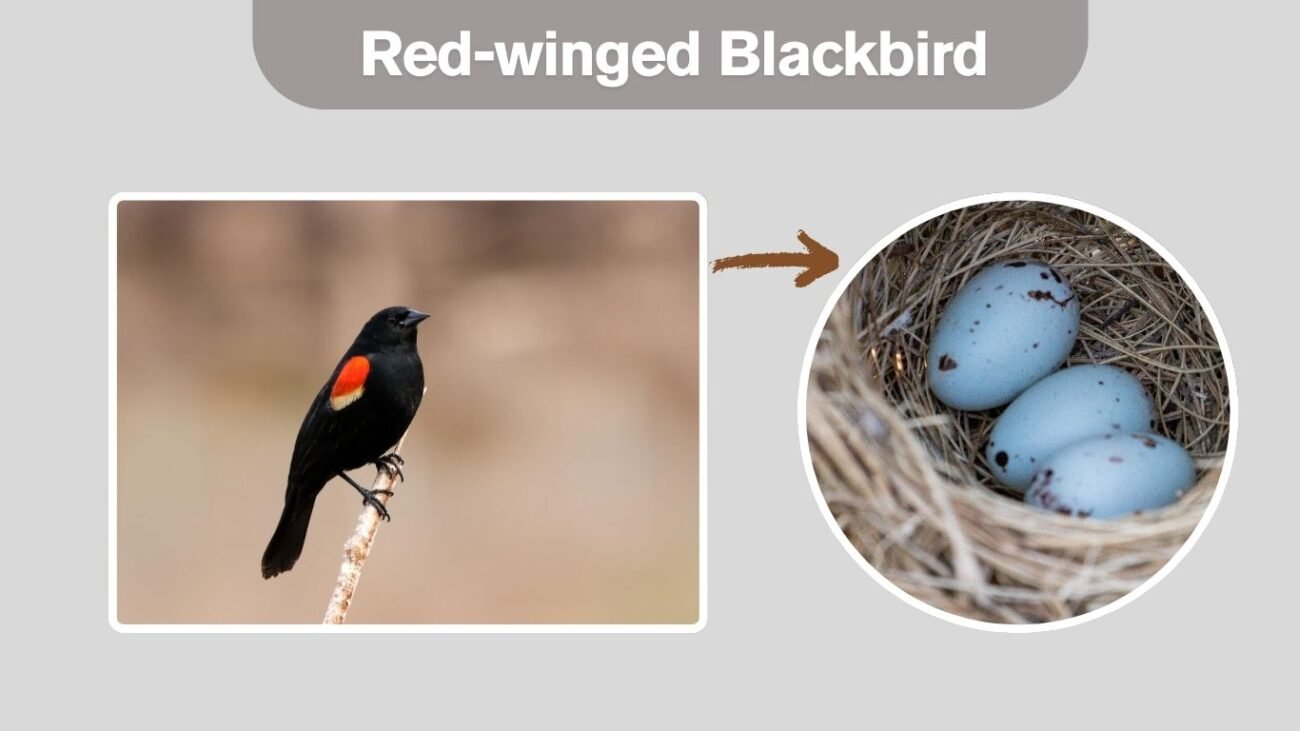 Red-winged Blackbird