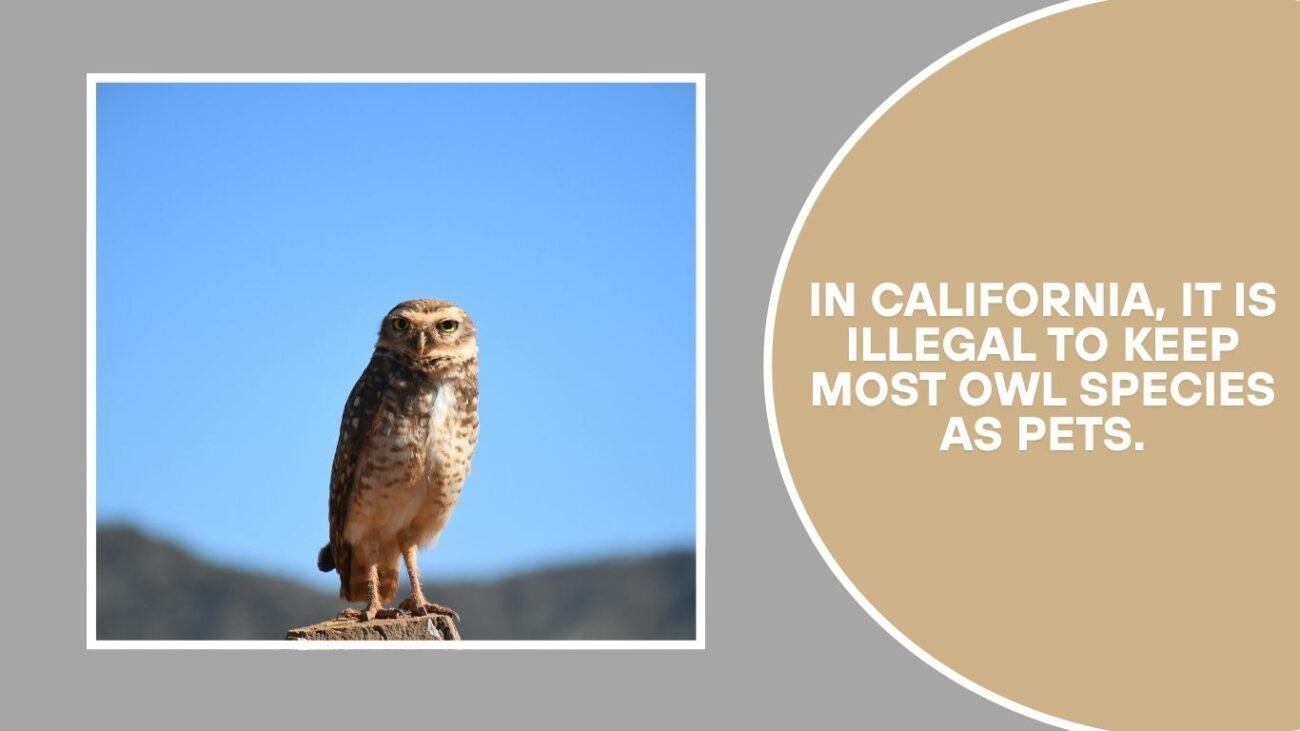 Owl Species Legality and Ownership in California