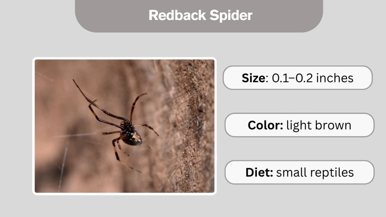 Redback Spider