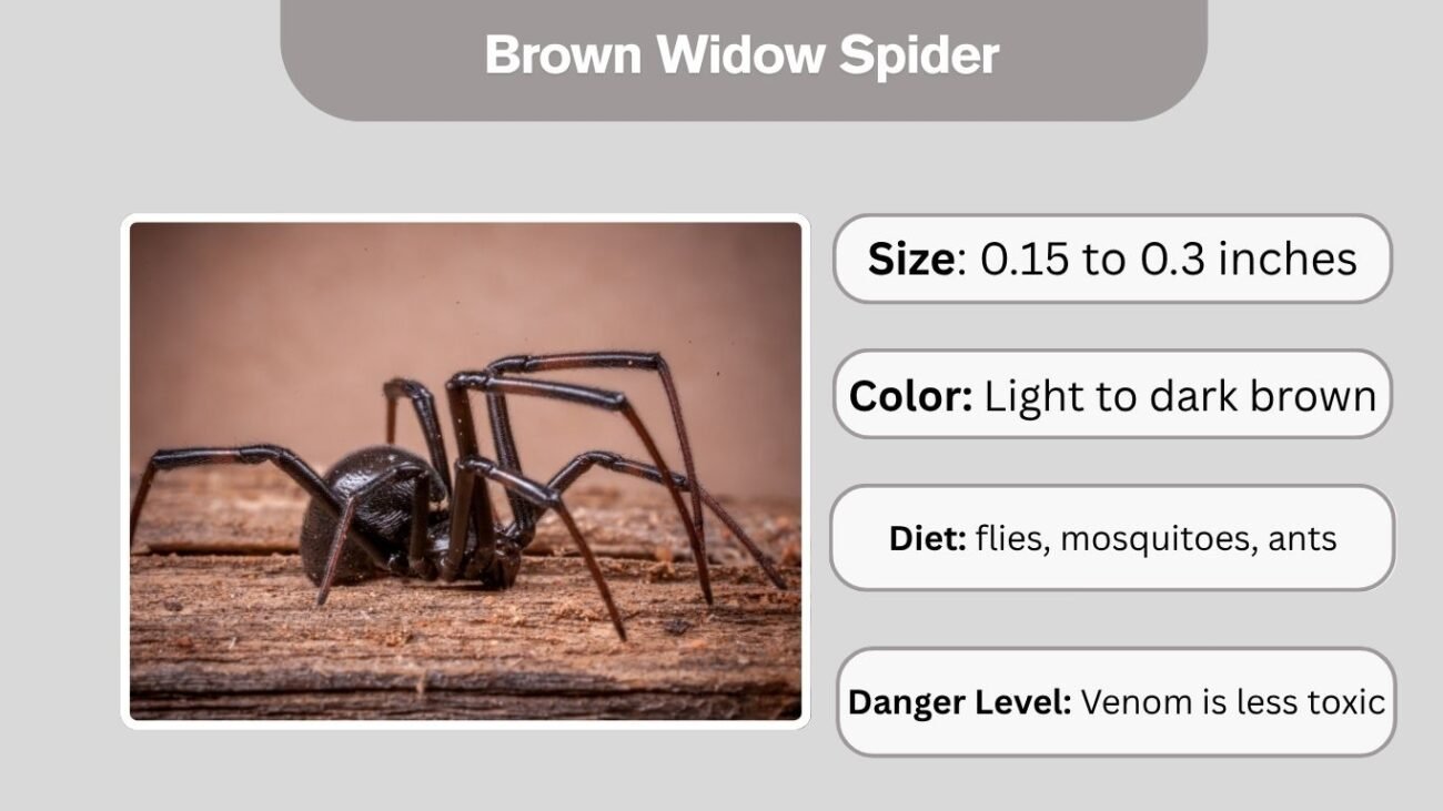 Brown Widow Spider