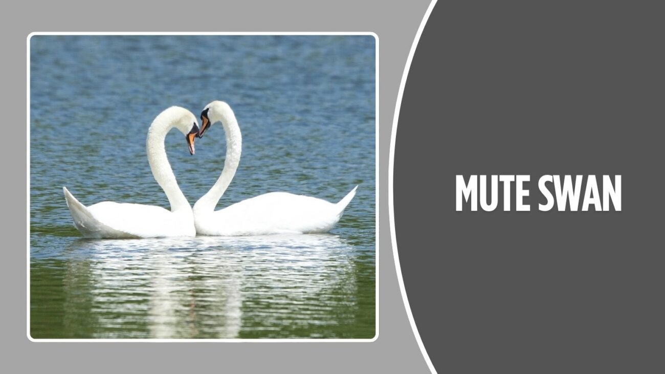 Mute Swan