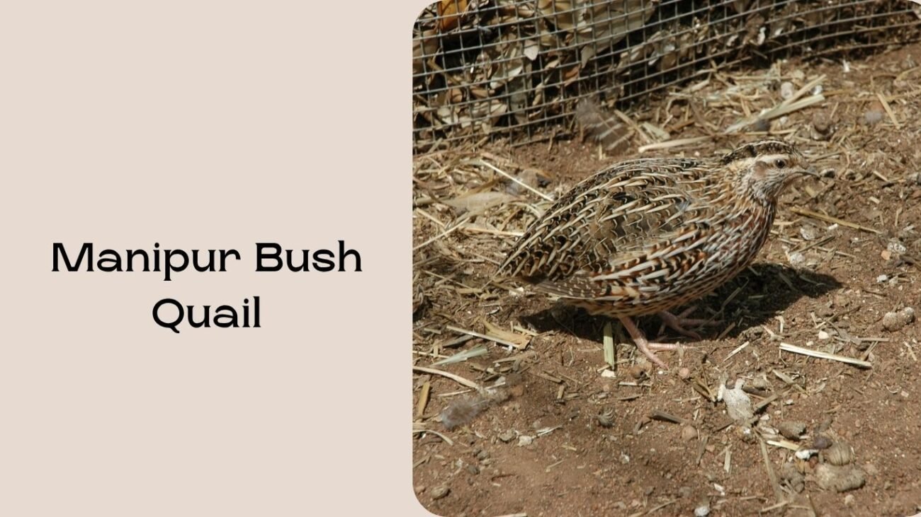 Manipur Bush Quail