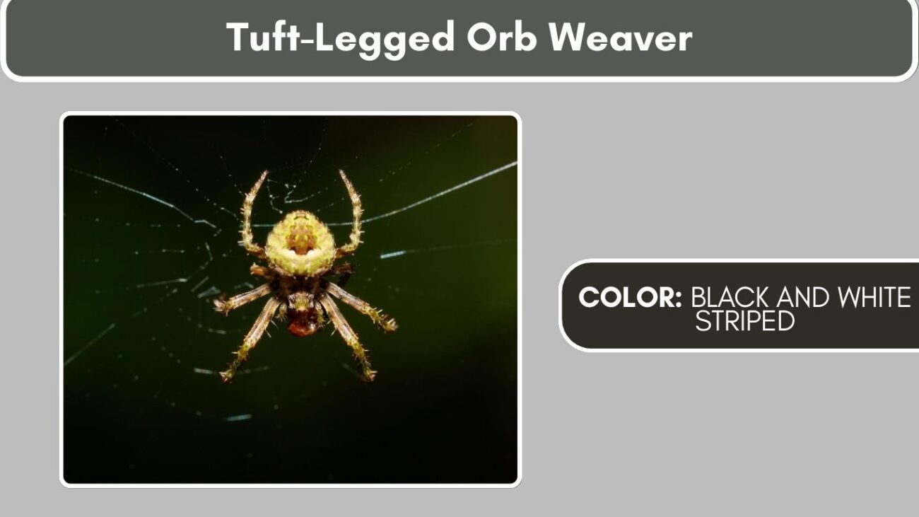 Tuft-Legged Orb Weaver Black Spiders with White Spots, Stripes, or Markings
