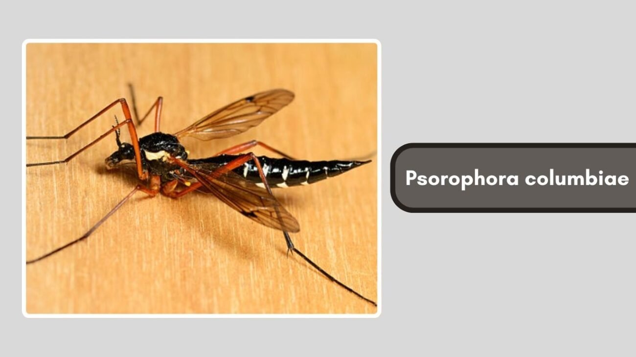 Psorophora columbiae