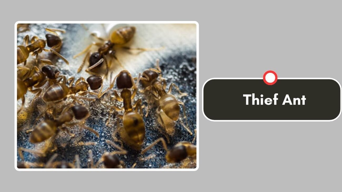 Thief Ant