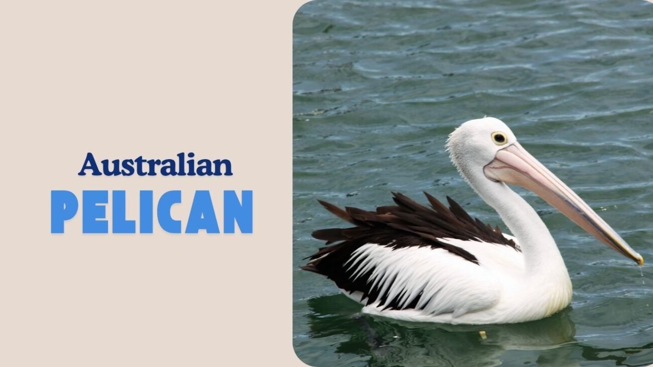 Australian Pelican