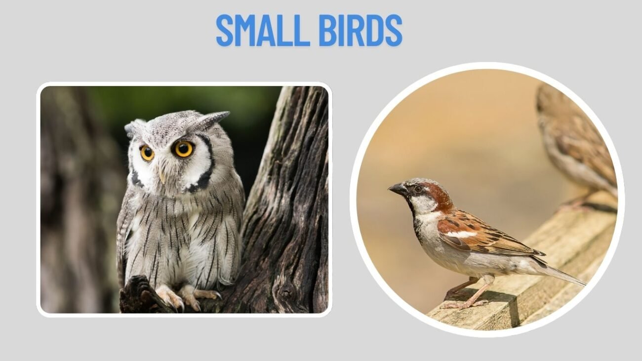 Small Birds