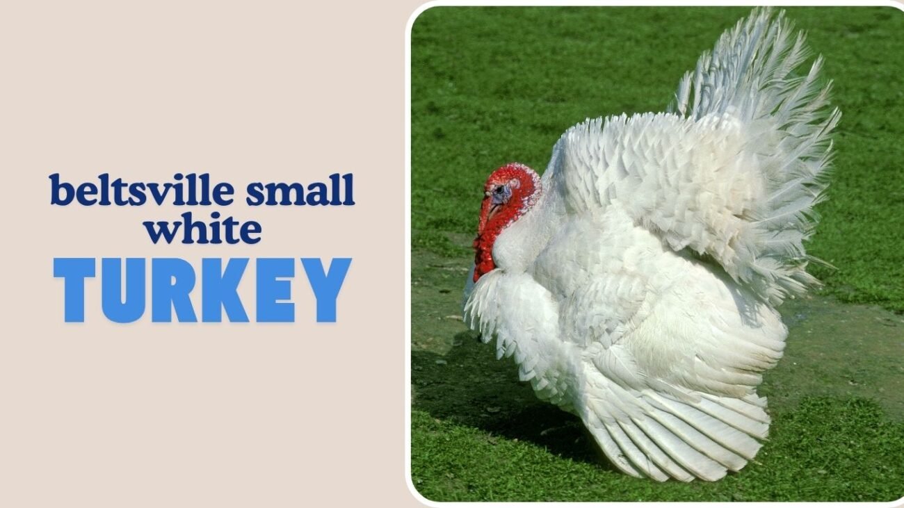 Beltsville Small White