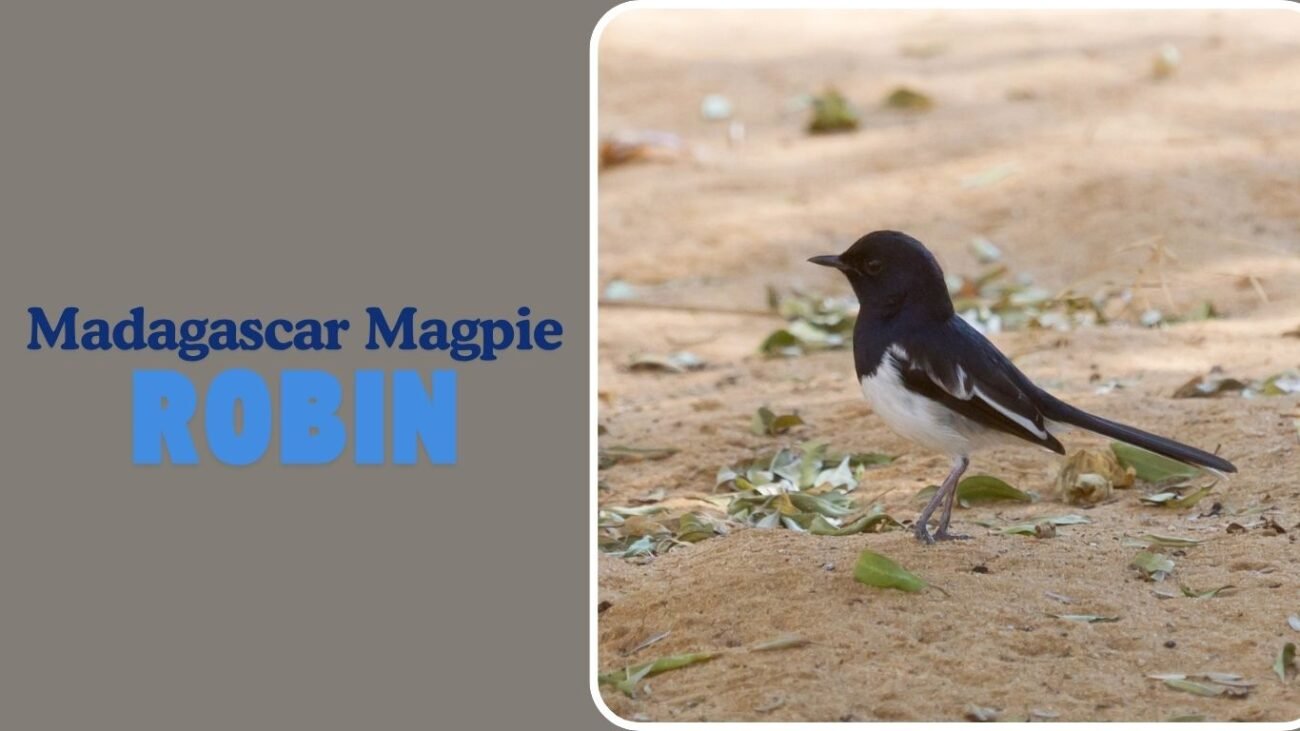 Madagascar Magpie-Robin