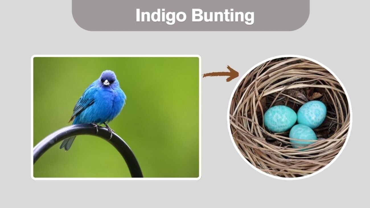 Indigo Bunting