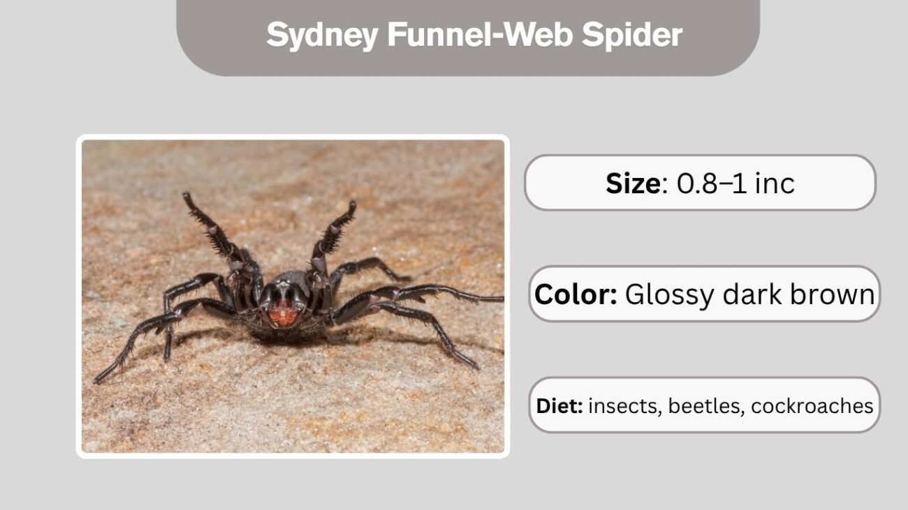 Sydney Funnel-Web Spider
