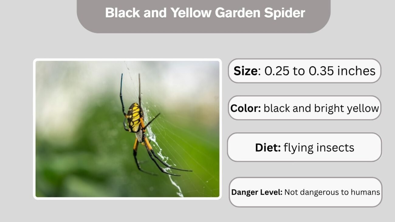 Black and Yellow Garden Spider