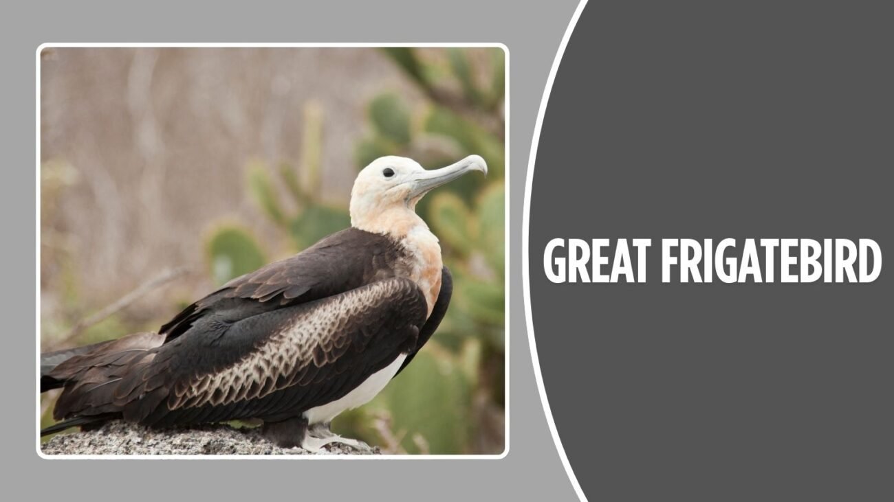 Great Frigatebird